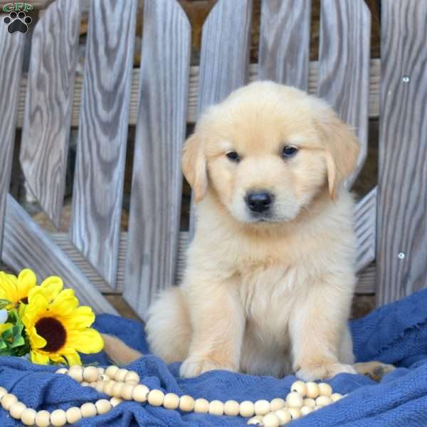 Sarge, Golden Retriever Puppy