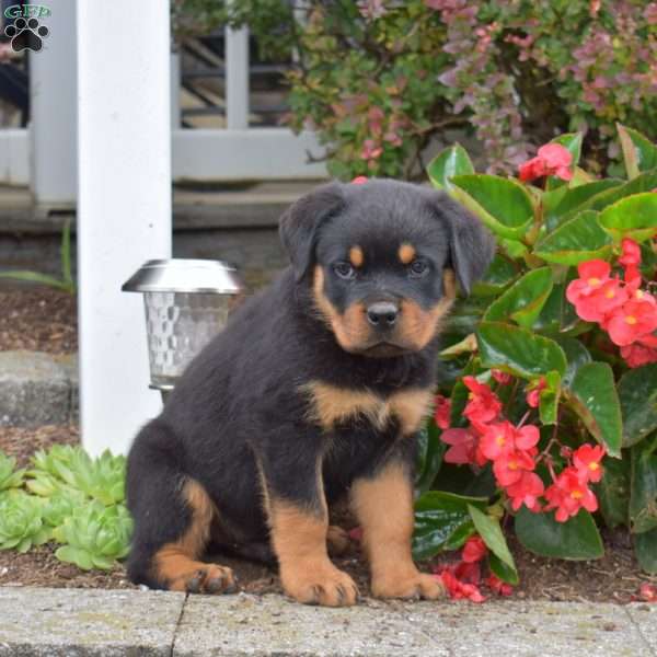 Sarge, Rottweiler Puppy
