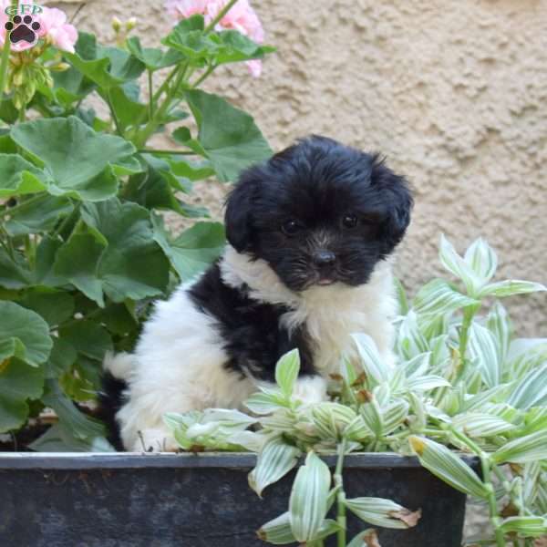 Sari, Havanese Puppy