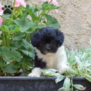 Sari, Havanese Puppy