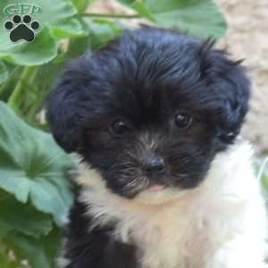 Sari, Havanese Puppy