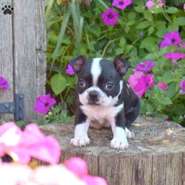 Sasha, Boston Terrier Puppy