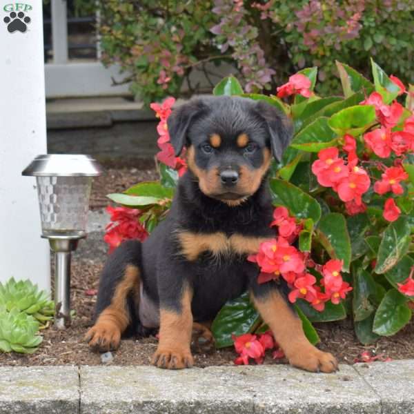 Sasha, Rottweiler Puppy