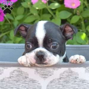 Sasha, Boston Terrier Puppy