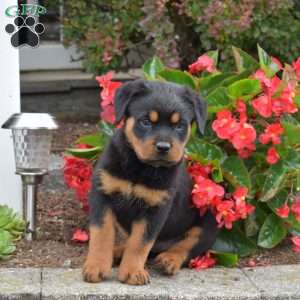 Sasha, Rottweiler Puppy