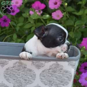 Sasha, Boston Terrier Puppy