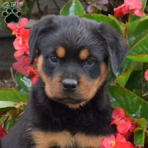 Sasha, Rottweiler Puppy