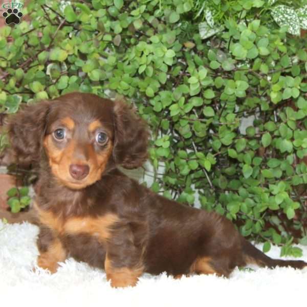Sasha-Mini, Dachshund Puppy