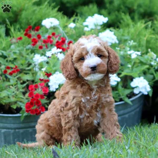 Sasha, Miniature Poodle Mix Puppy