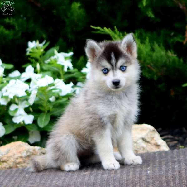 Sasha, Pomeranian Mix Puppy