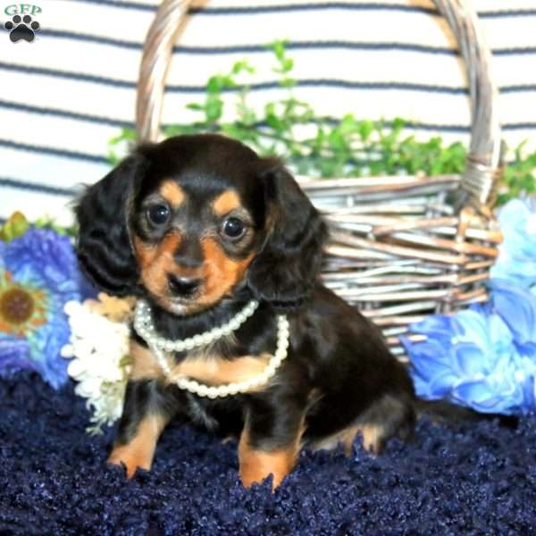 Sasha-Mini, Dachshund Puppy