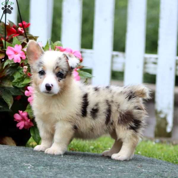 Sasha, Pembroke Welsh Corgi Puppy