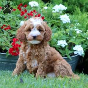 Sasha, Miniature Poodle Mix Puppy