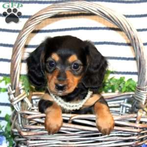 Sasha-Mini, Dachshund Puppy