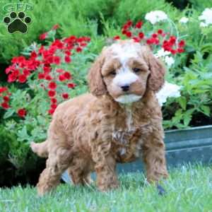 Sasha, Miniature Poodle Mix Puppy