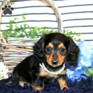 Sasha-Mini, Dachshund Puppy