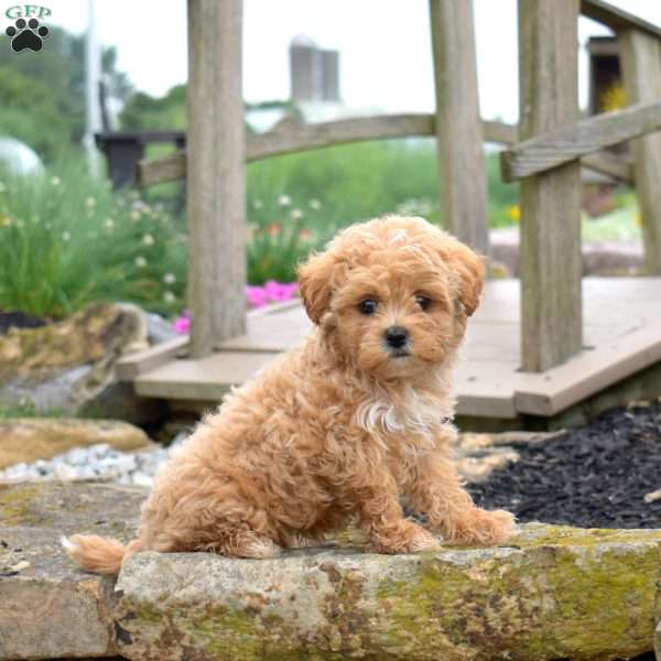 Sassy, Shih Tzu Mix Puppy