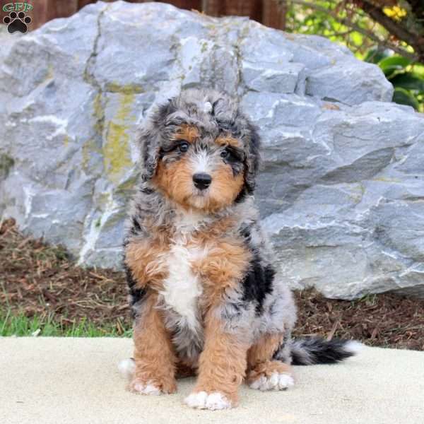 Savannah, Mini Bernedoodle Puppy