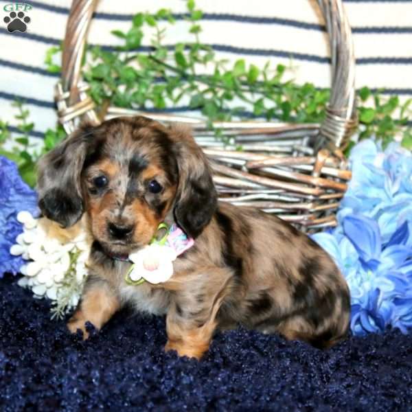 Savannah-Mini, Dachshund Puppy