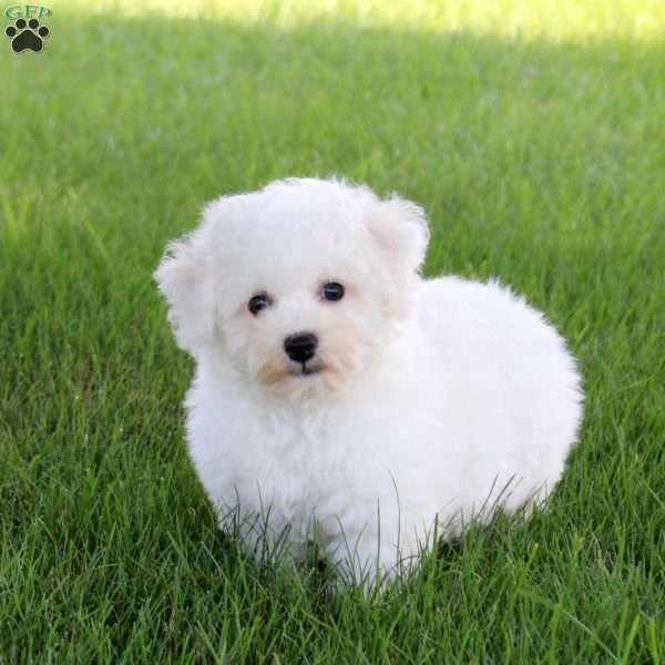 Sawyer, Bichon Frise Puppy