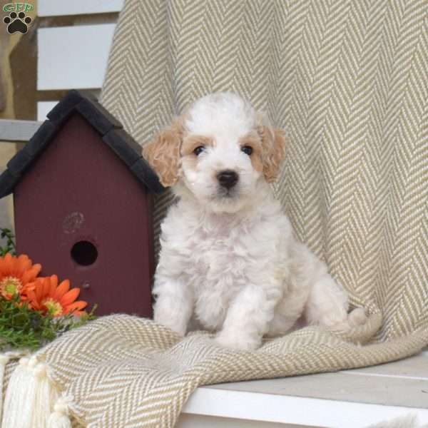 Sawyer, Mini Goldendoodle Puppy