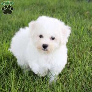 Sawyer, Bichon Frise Puppy