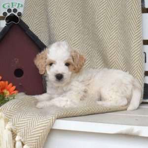 Sawyer, Mini Goldendoodle Puppy