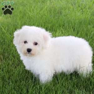 Sawyer, Bichon Frise Puppy
