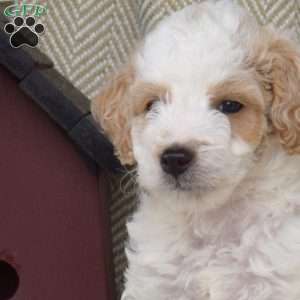 Sawyer, Mini Goldendoodle Puppy