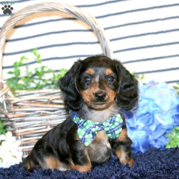 Sawyer-Mini, Dachshund Puppy