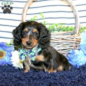 Sawyer-Mini, Dachshund Puppy