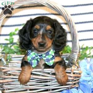 Sawyer-Mini, Dachshund Puppy