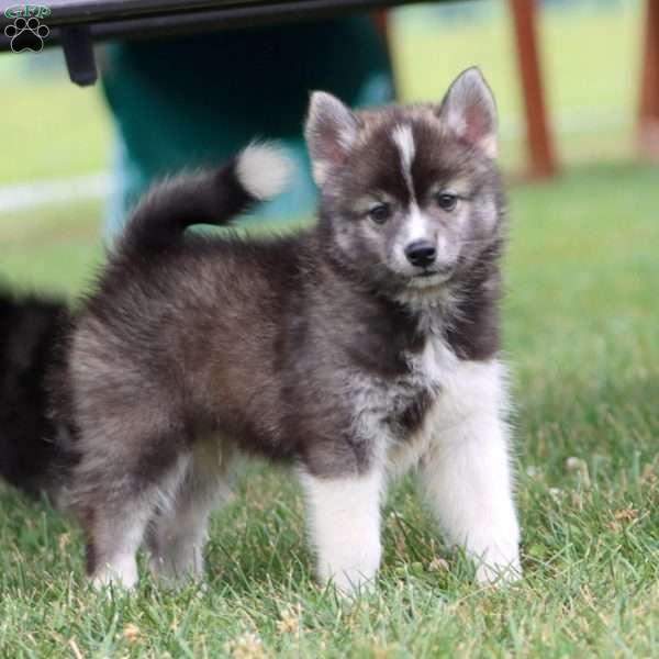 Scamper, Pomeranian Mix Puppy