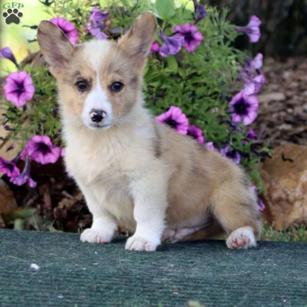 Scamper, Pembroke Welsh Corgi Puppy