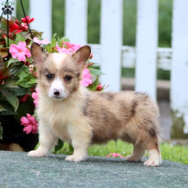Scamper, Pembroke Welsh Corgi Puppy