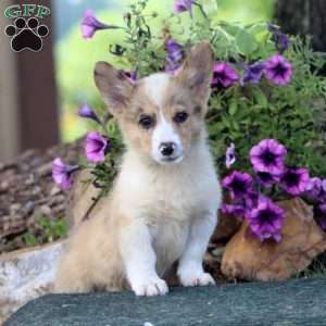 Scamper, Pembroke Welsh Corgi Puppy