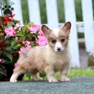 Scamper, Pembroke Welsh Corgi Puppy
