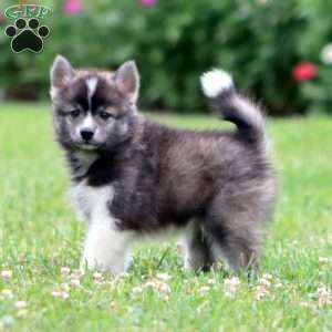Scamper, Pomeranian Mix Puppy