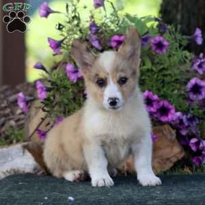 Scamper, Pembroke Welsh Corgi Puppy