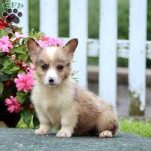 Scamper, Pembroke Welsh Corgi Puppy
