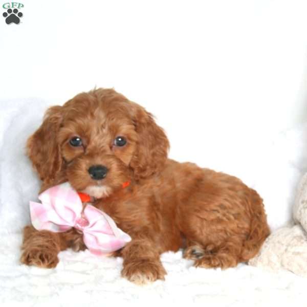 Scarlett, Cockapoo Puppy