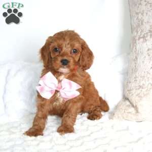 Scarlett, Cockapoo Puppy