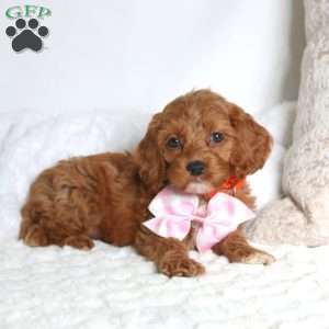 Scarlett, Cockapoo Puppy