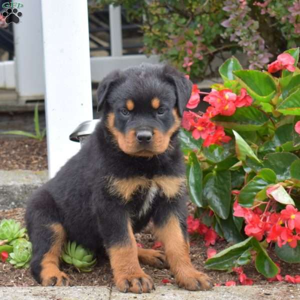 Scooby, Rottweiler Puppy