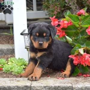 Scooby, Rottweiler Puppy