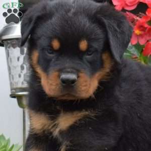 Scooby, Rottweiler Puppy