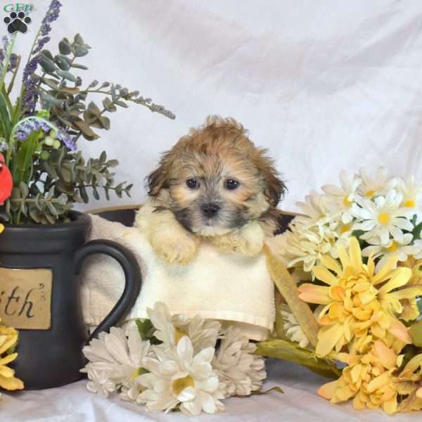 Scoops, Mal-Shi Puppy