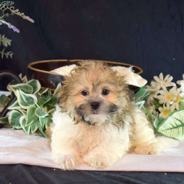 Scoops, Mal-Shi Puppy