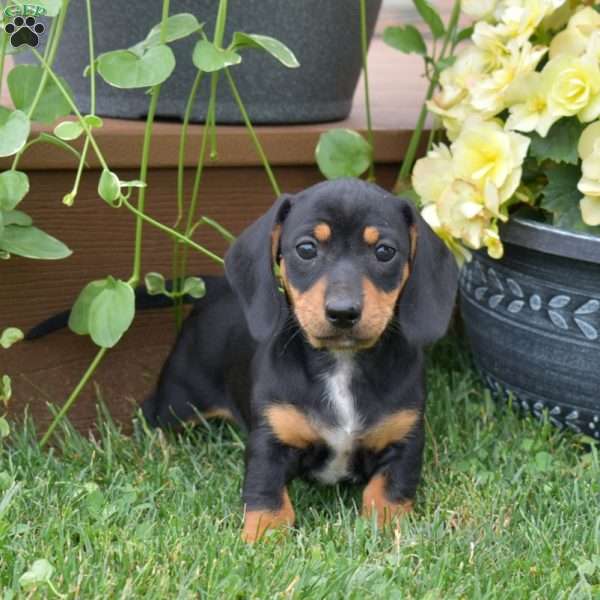 Scoops, Dachshund Puppy