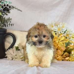Scoops, Mal-Shi Puppy